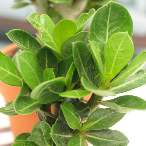 沙漠玫瑰盆栽花卉室内植物四季好养办公室防辐射老桩重瓣桌面花苗 - 图2