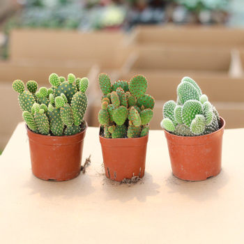 Cactus succulent ອອກດອກ cactus potted ພືດສີຂຽວປະສົມປະສານຫ້ອງການ desktop ລັງສີ, ປ້ອງກັນແດດ, ຮັກພືດໃນລົ່ມ