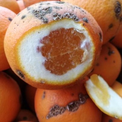 新鲜水果正宗赣南脐橙江西安远信丰寻乌榨汁丑橙子花皮果20斤包邮,淘宝优惠券,粉丝福利购,淘宝优惠卷