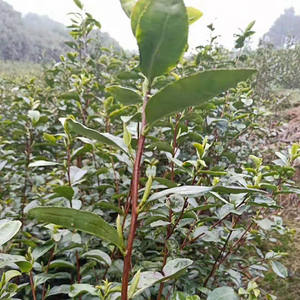 千岛湖龙井茶2024新茶明前特级春茶杭州高山绿茶千岛玉叶可礼盒装