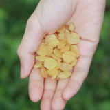 Guizhou Sapoon Rice 500 г снежного лотоса семя