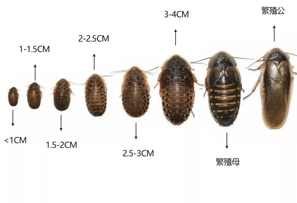 杜比亚蟑螂鬃狮守宫龙鱼鹦鹉蜜袋鼯鸟活体饲料个体饱满健康高蛋白 - 图1