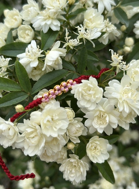 龙华寺2026马年桃花结红绳旺缘