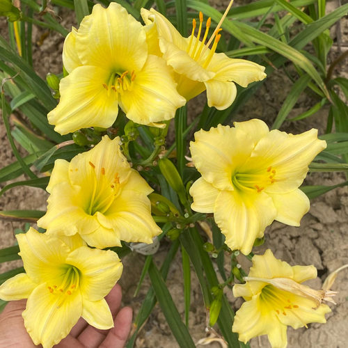 进口大花萱草苗多年生花卉庭院花园阳台盆栽地栽植物宿根耐寒耐热 - 图2