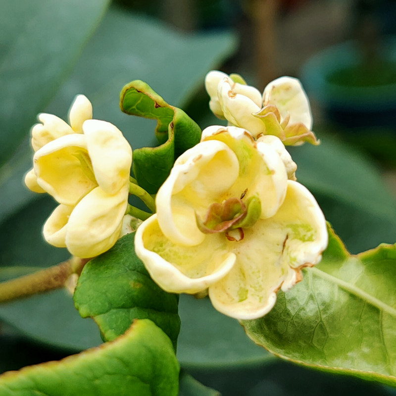 天香台阁黄金桂花苗黄色花香浓200天花期四季桂花清香花朵可食用-图2