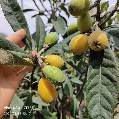 枇杷树苗五星大果枇杷果树苗嫁接南北种植带土带叶东莞15年老店 - 图2