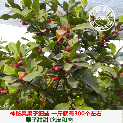 神秘果树苗四季种植盆栽地栽果树苗带土带叶淘宝15年老店 - 图2