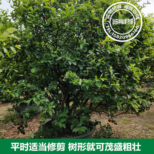 四季樱桃树苗印度针叶樱桃西印度车厘子四季结果15年淘宝老店 - 图1