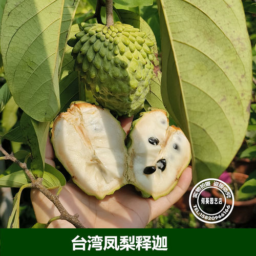 台湾凤梨释迦苗佛头果树苗释迦树带土带叶15年淘宝老店 - 图2