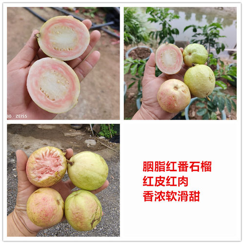 胭脂红番石榴树苗红肉白肉四季番石榴香浓甜软滑15年淘宝老店 - 图2