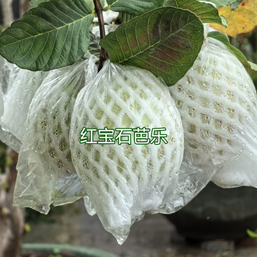 台湾红宝石芭乐西瓜芭乐番石榴树苗红心番石四季结果15年淘宝老店 - 图2