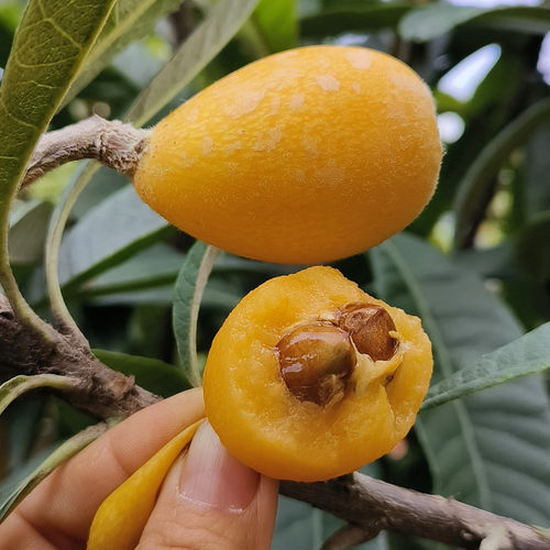 枇杷树苗五星大果枇杷果树苗嫁接南北种植带土带叶东莞15年老店 - 图0