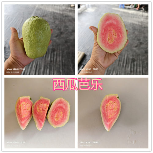 台湾红宝石芭乐西瓜芭乐番石榴树苗红心番石四季结果15年淘宝老店 - 图1