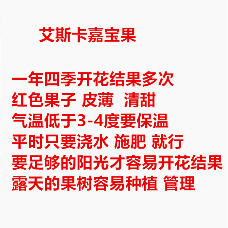 四季嘉宝果艾斯卡和红妃一年四季开花结果多次皮薄清甜常年吃果 - 图3