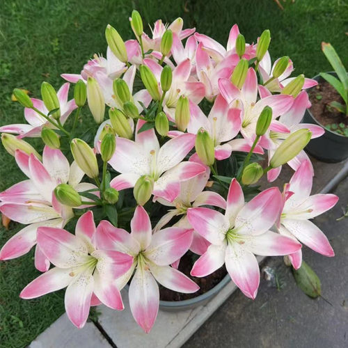乔乔花屋 荷兰进口百合花种球亚洲/LA系列矮化盆栽品种 3粒装现货 - 图1