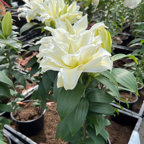 乔乔花屋 荷兰进口百合花种球香水重瓣系列新款 3粒装现货 - 图3