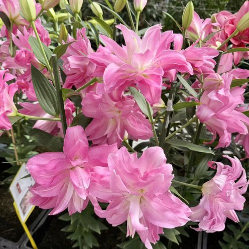 乔乔花屋 百合花种球重瓣香水多个品种系列经典款新款 3粒装现货 - 图2