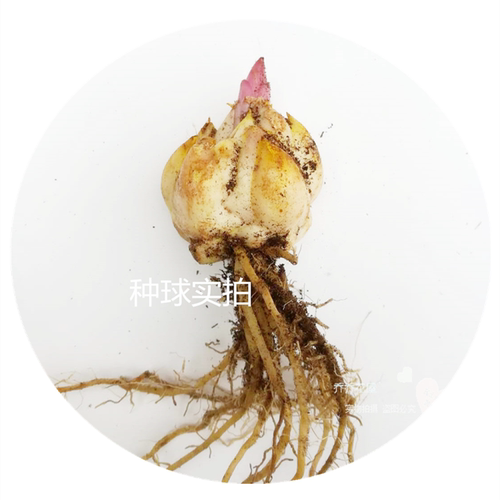 乔乔花屋 荷兰进口百合花种球香水重瓣系列新款 3粒装现货 - 图0