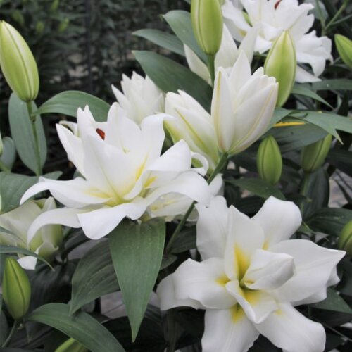 乔乔花屋 荷兰进口百合花种球香水重瓣系列新款 3粒装现货 - 图1