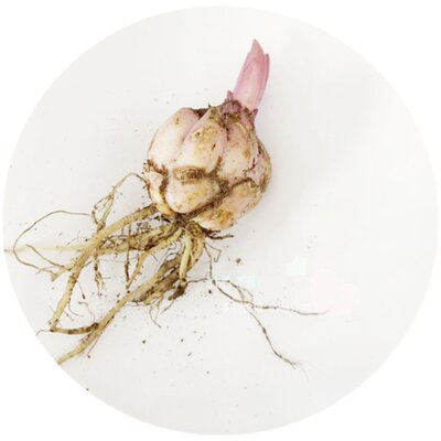 乔乔花屋香水百合花种球重瓣系列经典系列矮化高杆多个品种现货 虎窝淘