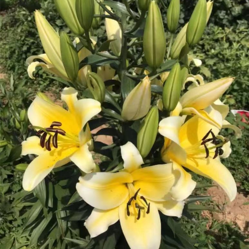 乔乔花屋荷兰进口百合花种球O/OT系列香水单瓣多个品种 3粒装现货 - 图0