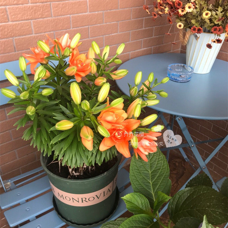 乔乔花屋亚洲百合种球重瓣矮化无香盆栽系列小惊喜3粒装现货 虎窝淘