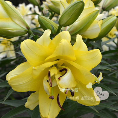 乔乔花屋香水百合花种球重瓣系列经典系列矮化高杆多个品种现货 虎窝淘