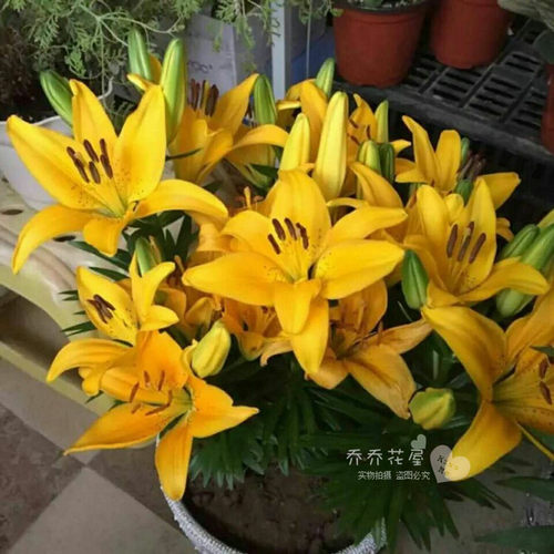 乔乔花屋 荷兰进口百合花种球亚洲/LA系列矮化盆栽品种 3粒装现货 - 图2