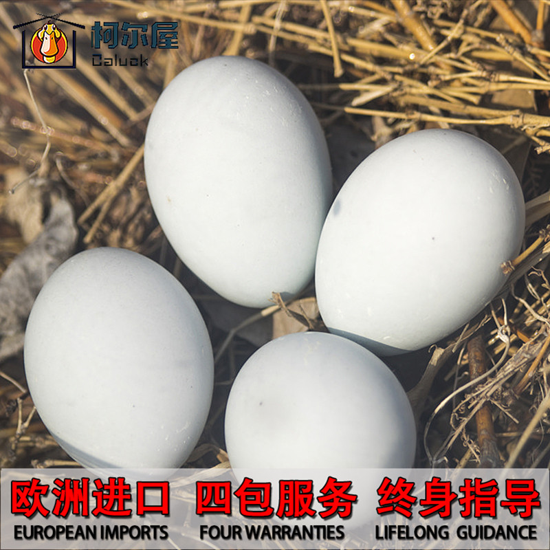 欧洲柯尔鸭CallDuck受精蛋科尔鸭可达鸭网红宠物鸭纯种蛋幼崽活物,淘宝优惠券,粉丝福利购,淘宝优惠卷