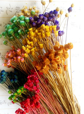 进口巴西思绪diy艺术风50枝干花