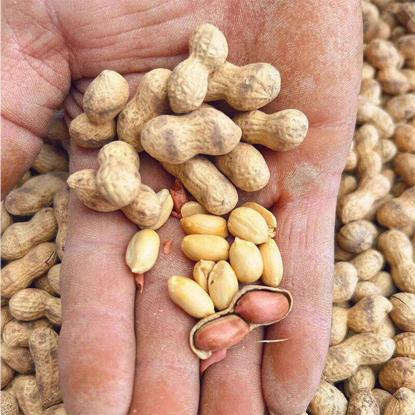 柴火花生烤花生新花生豆大颗粒炒货原味带壳零食坚果年货旗舰店,淘宝优惠券,粉丝福利购,淘宝优惠卷