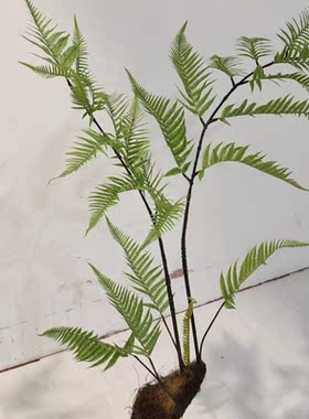 高仿真蕨叶树波斯蕨仿真青苔树干室内造景橱窗酒店装饰禅意侘寂风
