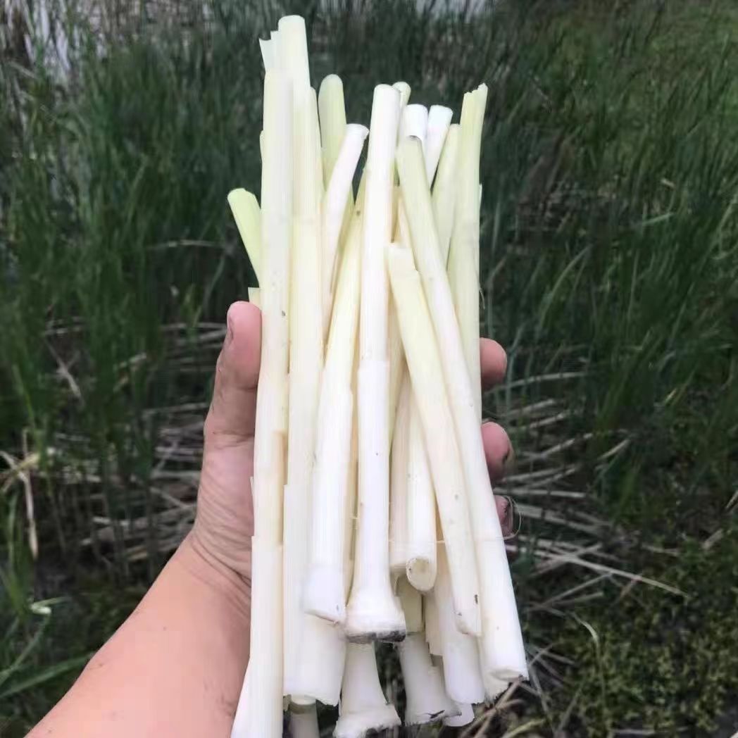 四月新鲜野生蒲菜鲜嫩野菜去皮净菜蒲草心蔬菜蒲笋蒲儿菜水生竹笋 - 图2