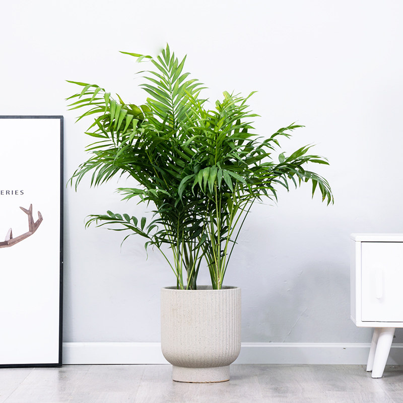 袖珍椰子散尾葵绿植盆栽盆栽室内客厅大型绿植花卉净化空气吸甲醛,淘宝优惠券,粉丝福利购,淘宝优惠卷