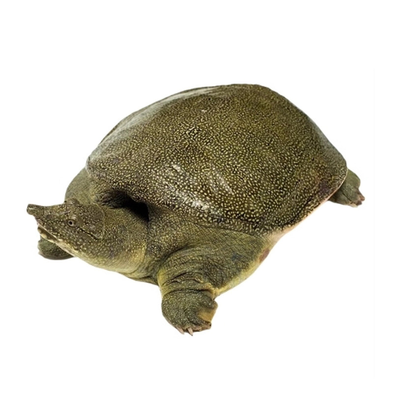 【外塘青黄色鲜活大甲鱼活体】中华鳖团鱼王八食用公母甲鱼现杀好,淘宝优惠券,粉丝福利购,淘宝优惠卷