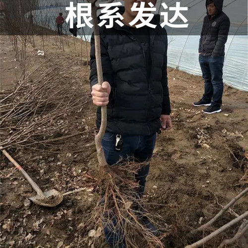 香白杏树果苗南北方种植耐寒特大号杏子盆栽嫁接早晚熟当年结果 - 图0