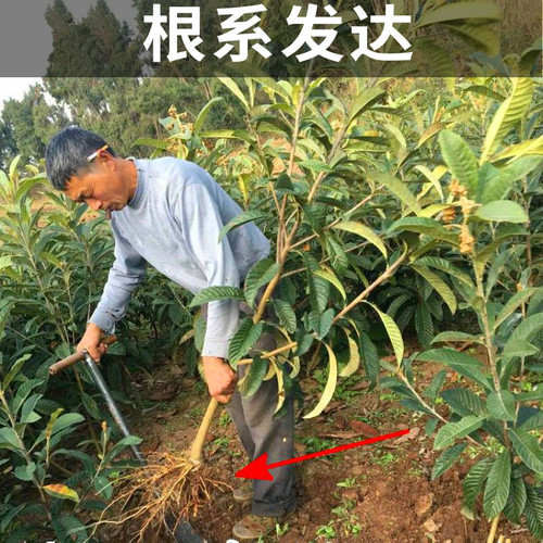 大五星枇杷苗树南北方种植耐寒果苗大果带土盆栽嫁接大树当年结果 - 图0