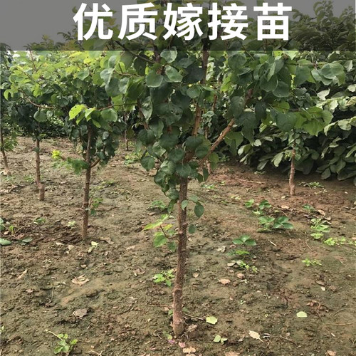 香白杏树果苗南北方种植耐寒特大号杏子盆栽嫁接早晚熟当年结果 - 图1