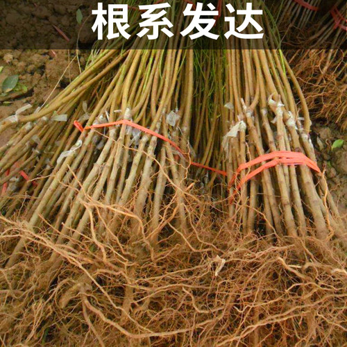 奉化水蜜桃苗南北方地栽耐寒桃树果苗盆栽嫁接早晚熟大树当年结果 - 图3