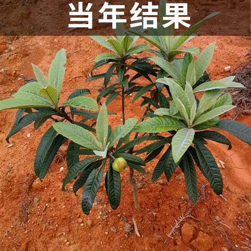 大五星枇杷苗树南北方种植耐寒果苗大果带土盆栽嫁接大树当年结果 - 图2