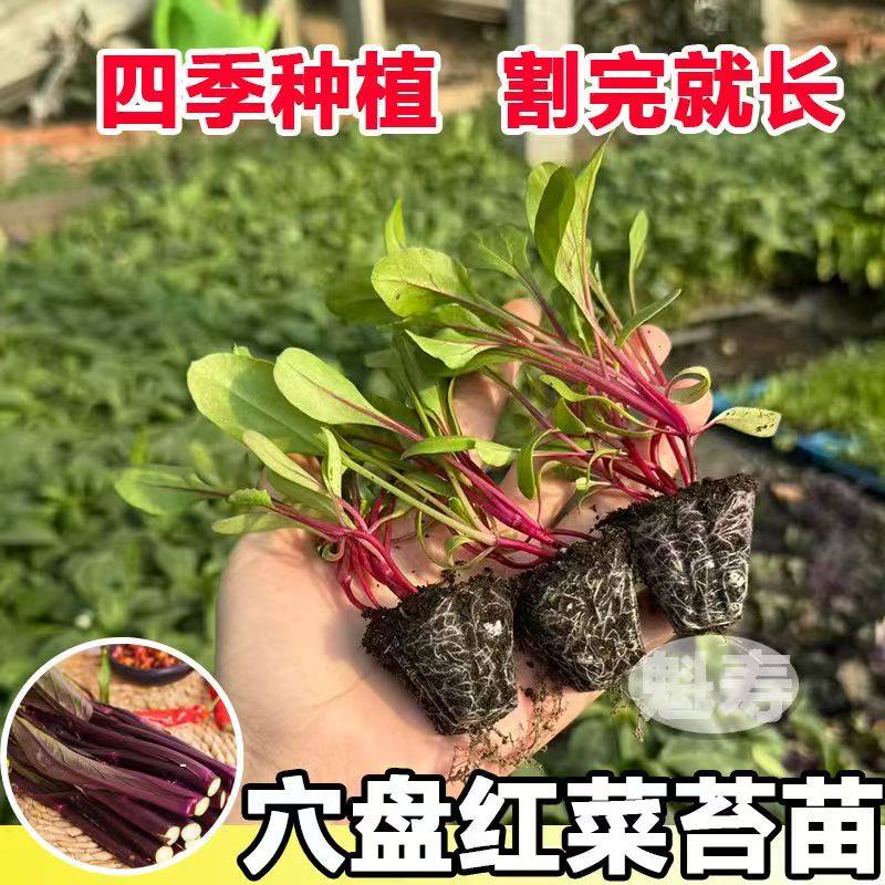 红菜苔秧苗四季带土盆栽蔬菜苗红菜苔种苗秋冬耐寒,淘宝优惠券,粉丝福利购,淘宝优惠卷