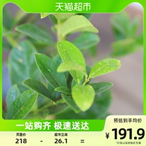 Iridescent Lemon Tree Potted Seedlings Table Fresh View Leaves View Fruits Green Plant All Season Evergreen Large Living Room Balcony Potted Plant