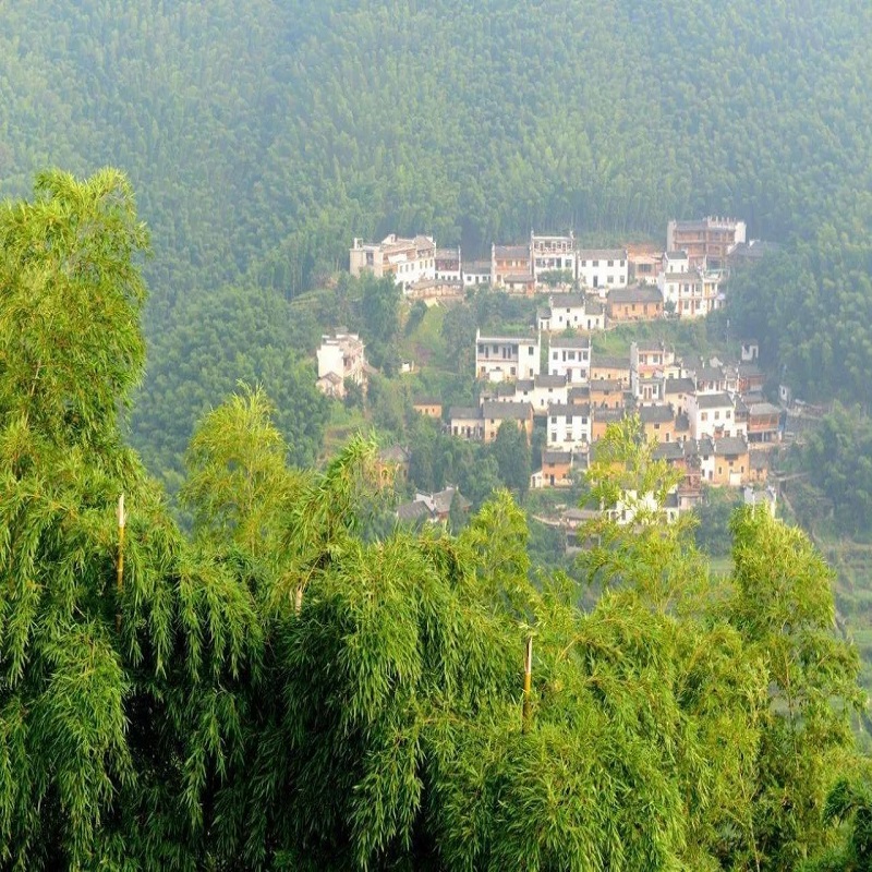 [木坑竹海-大门票]黄山木坑竹海门票 宏村周边景区 - 图2