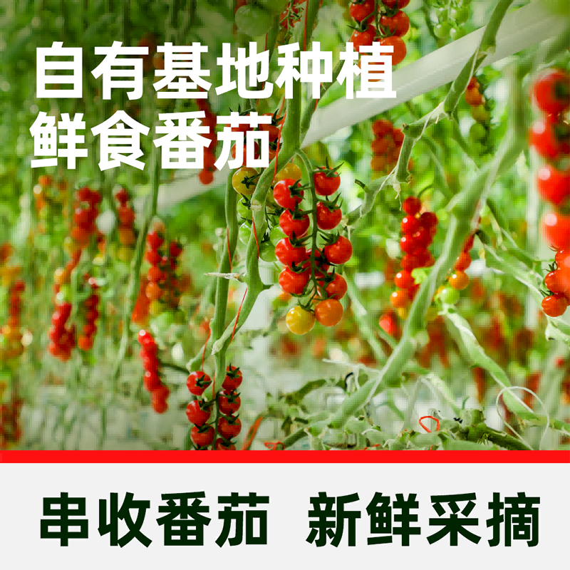 【臻选】一颗大臻选番茄精品礼盒装酸甜爆汁基地直发,淘宝优惠券,粉丝福利购,淘宝优惠卷