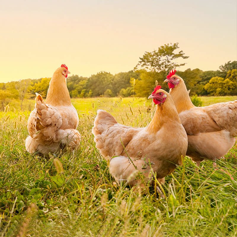 天农清远童子鸡600g散养90天土鸡走地鸡小母鸡肉生鲜供港品质整鸡