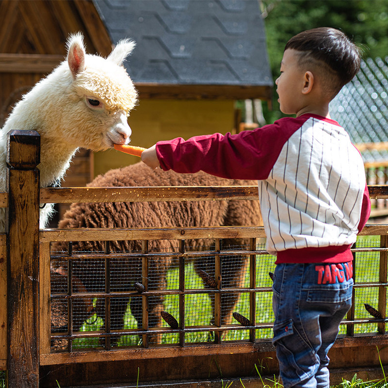 滑雪季1-2晚长白山皇冠假日酒店旅游北景区天池万达度假区套餐 - 图2
