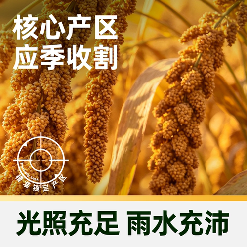 野三坡山西黄小米1kg罐装新米罐装好粥养胃当年当季方便瓶装 - 图2