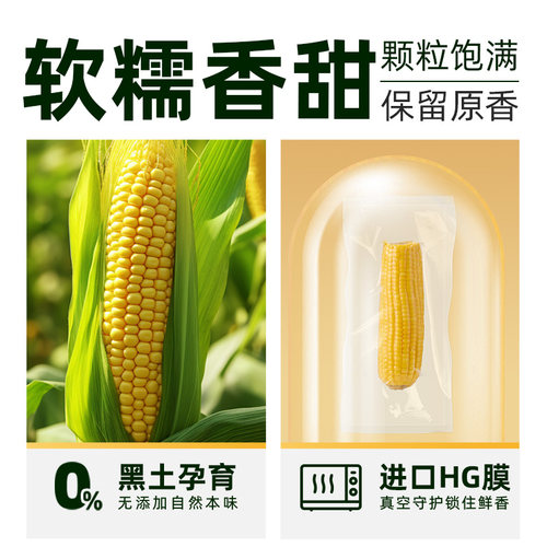 【臻选】【25年新玉米】黄糯玉米新鲜软糯真空装早餐健康粗粮 - 图0