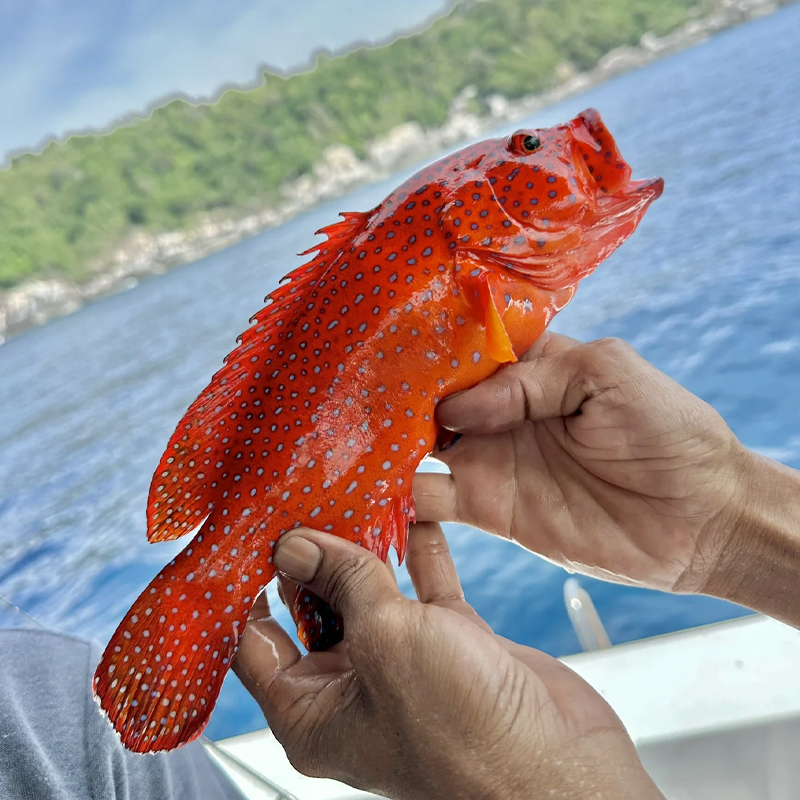 越南芽庄包船出海钓鱼海鲜BBQ浮潜深潜三岛大餐木船中文导游黑岛 - 图1