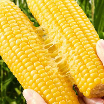 天猫超市黄糯玉米券后20.9元包邮 天猫超市黄糯玉米券后20.9元包邮